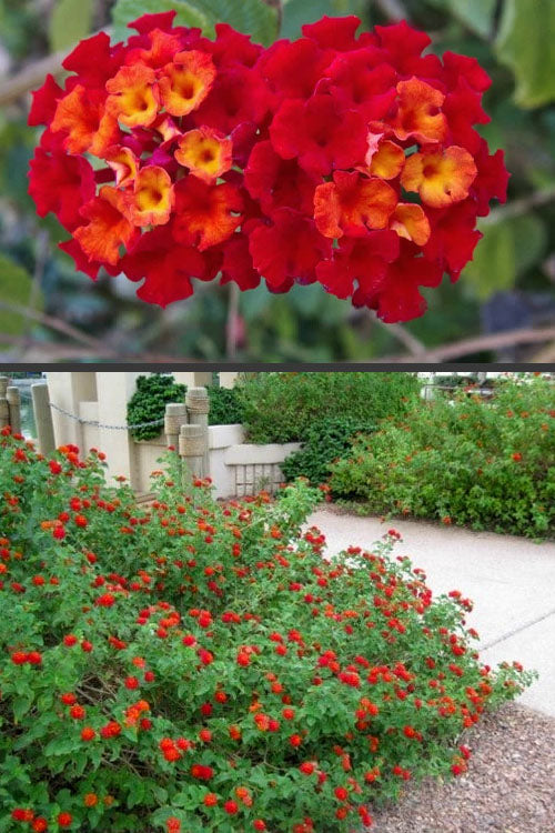 Lantana camara 'Dallas Red' Dallas Red Lantana