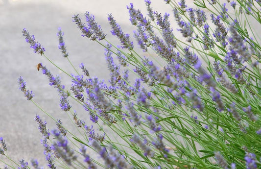 Lavendula x intermedia Grosso Lavender 1g