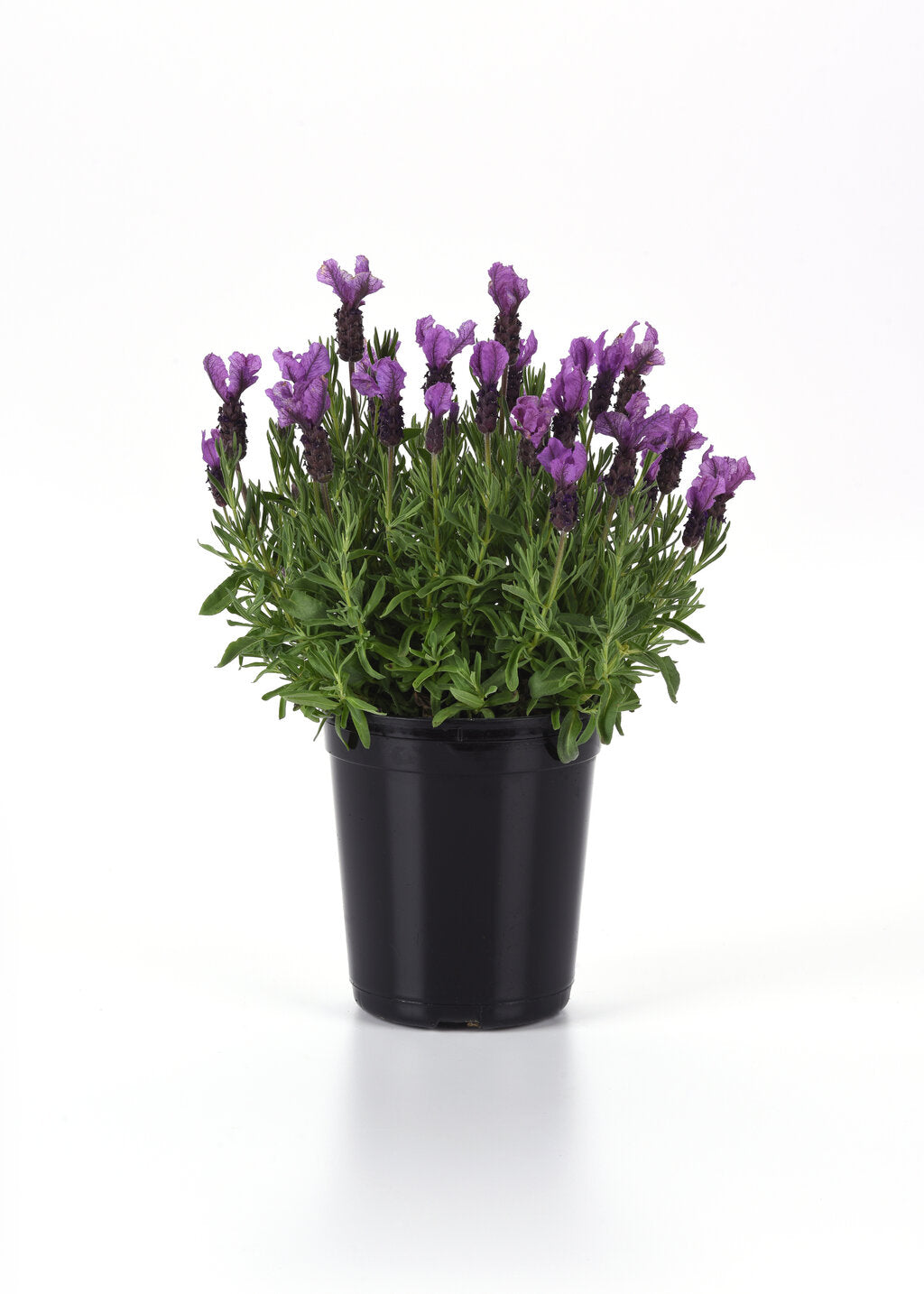 Lavandula stoechas 'Anouk Deluxe 1225' PP33269 Primavera Spanish Lavender 1 Gallon