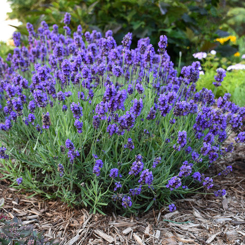 Lavandula angustifolia Sweet Romance® Lavender 1g