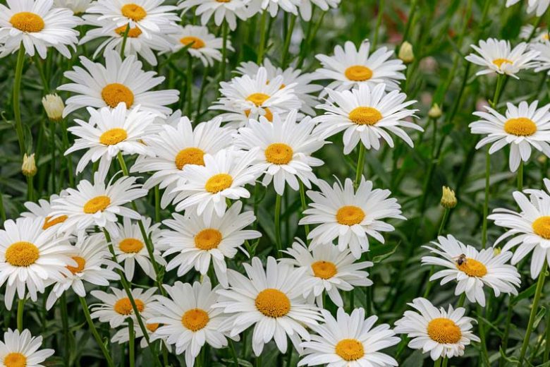 Leucanthemum x superbum Western Star™ 'Libra' Libra Shasta Daisy 1 Gallon