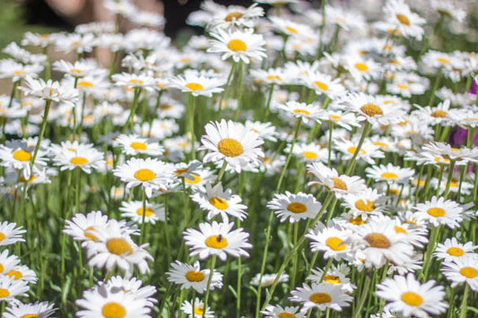 Leucanthemum x  'White Cap' White Cap Shasta Daisy 1g