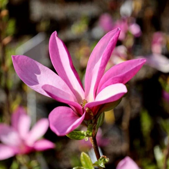 Magnolia liliflora 'Jane' Jane Magnolia 15g