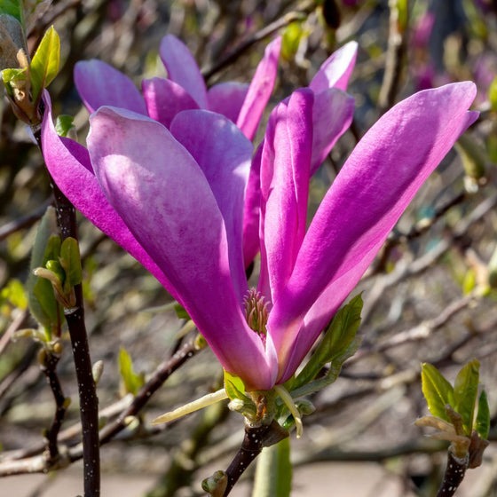 Magnolia liliflora 'Jane' Jane Magnolia 15g