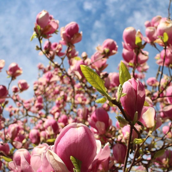 Magnolia liliflora 'Jane' Jane Magnolia 15g
