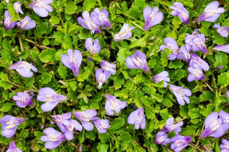 Mazus reptans Mazus