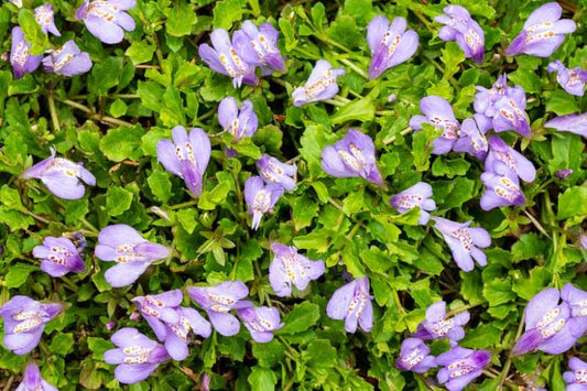 Mazus reptans Mazus