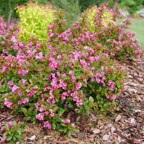 Weigela florida 'Verweig9' PP 35146 Midnight Sun™ Weigela 3g