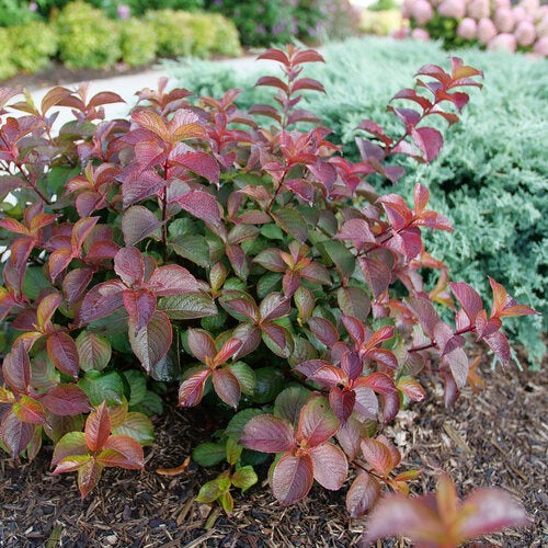 Weigela florida 'Verweig9' PP 35146 Midnight Sun™ Weigela 3g