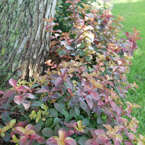 Weigela florida 'Verweig9' PP 35146 Midnight Sun™ Weigela 3g