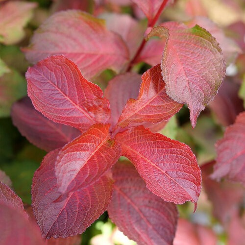 Weigela florida 'Verweig9' PP 35146 Midnight Sun™ Weigela 3g