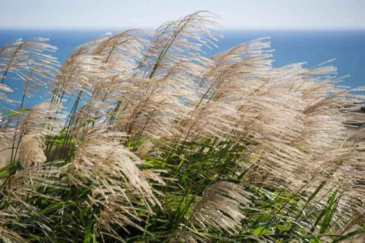 Miscanthus sinensis 'Gracillimus' Gracillimus Maiden Grass