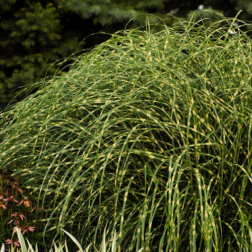 Miscanthus sinensis 'Little Zebra' Little Zebra Maiden Grass 3g