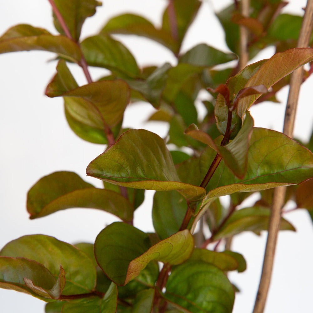 Lagerstroemia indica 'Miss Frances' Miss Frances Crape Myrtle 30g