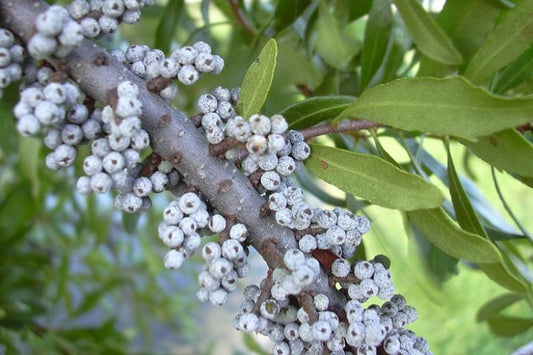 Myrica cerifera Wax Myrtle
