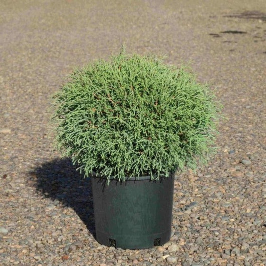 Thuja occidentalis 'Bobozam' Mr. Bowling Ball® Arborvitae 3g
