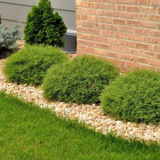Thuja occidentalis 'Bobozam' Mr. Bowling Ball® Arborvitae 3g