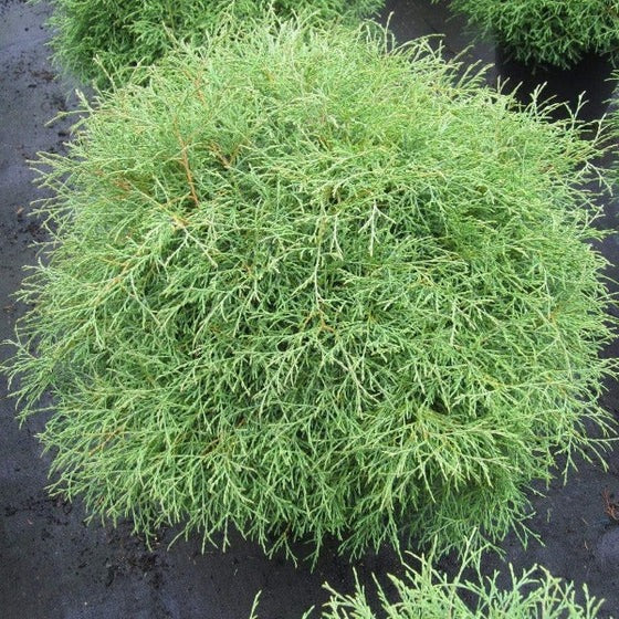 Thuja occidentalis 'Bobozam' Mr. Bowling Ball® Arborvitae 3g