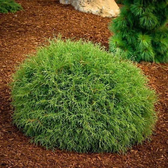 Thuja occidentalis 'Bobozam' Mr. Bowling Ball® Arborvitae 3g