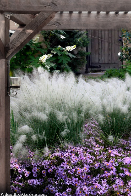 Muhlenbergia capillaris 'White Cloud' White Cloud Muhly Grass 1g