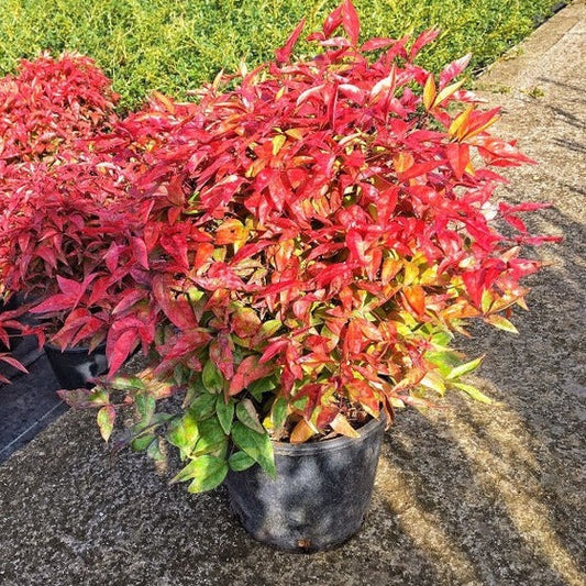 Nandina domestica 'Fire Power' Fire Power Bamboo 3g