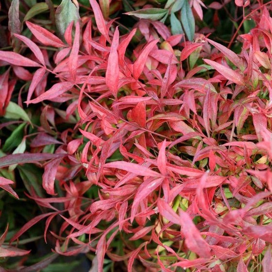 Nandina domestica 'Fire Power' Fire Power Bamboo 3g