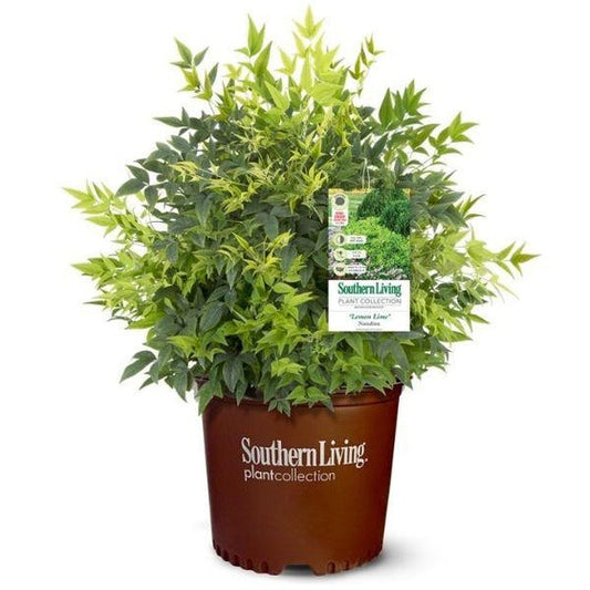 Nandina domestica 'Lemon-Lime' PP24749 Lemon-Lime Nandina 3g