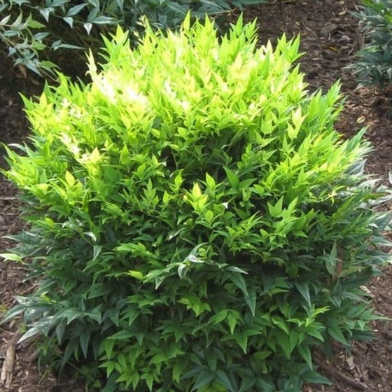 Nandina domestica 'Lemon-Lime' PP24749 Lemon-Lime Nandina 3g