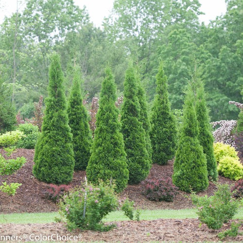 Thuja occidentalis 'Art Boe' PP22174 North Pole® Arborvitae