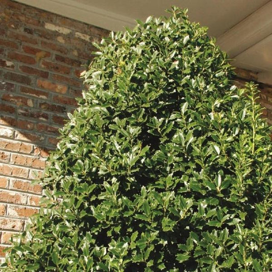 Ilex x 'Magland' PP14417 Oakland® Holly