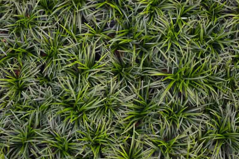 Ophiopogon japonicus 'Nana' Dwarf Mondo Grass 1801 Flat – Richardson Roots