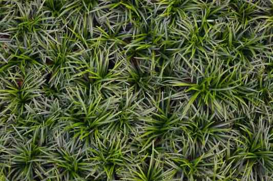 Ophiopogon japonicus 'Nana' Dwarf Mondo Grass