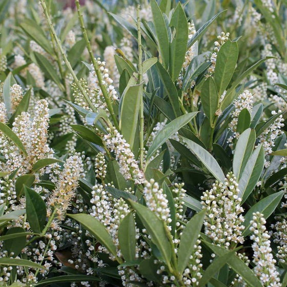 Prunus laurocerasus 'Otto Luyken' Otto Luyken English Laurel