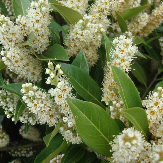 Prunus laurocerasus 'Otto Luyken' Otto Luyken English Laurel