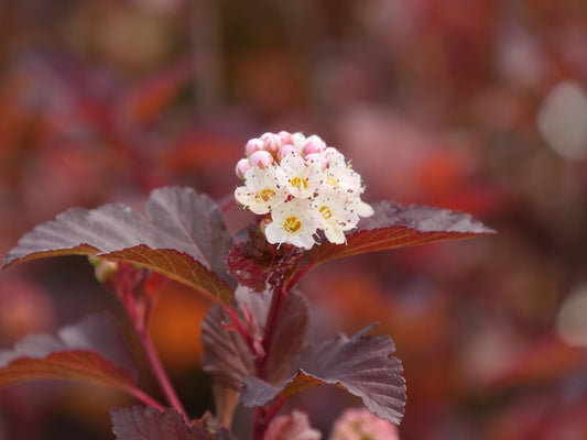 Physocarpus opulifolius 'SMNPOBLR' PP 28695 Ginger Wine® Ninebark 3g