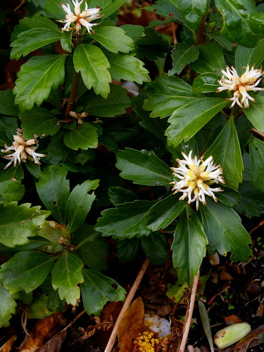 Pachysandra terminalis Pachysandra