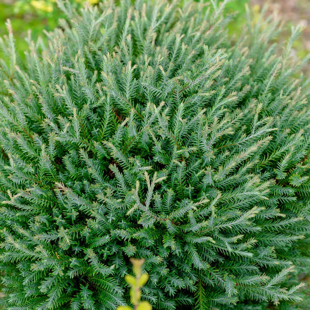 Thuja Occidentalis 'Concesarini' PP24013 Pancake™ Arborvitae 3g