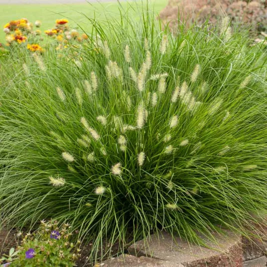 Pennisetum alopecuroides 'Little Bunny' Little Bunny Miniature Fountain Grass 1g