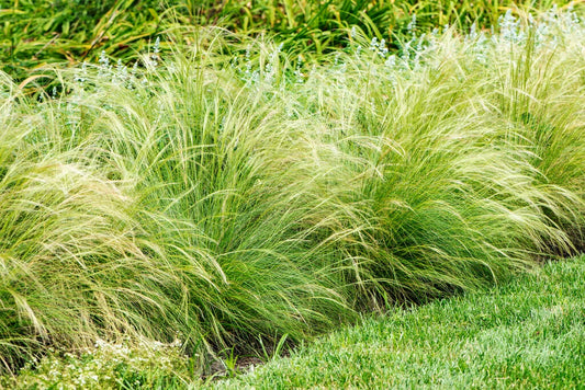 Nassella tenuissima Mexican Feather Grass 1g