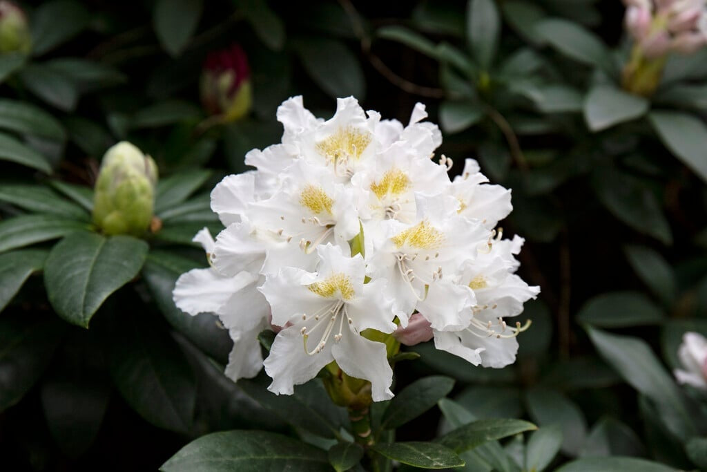 Rhododendron 'Cunningsham White' Cunningsham White Rhododendron 10 Gallon