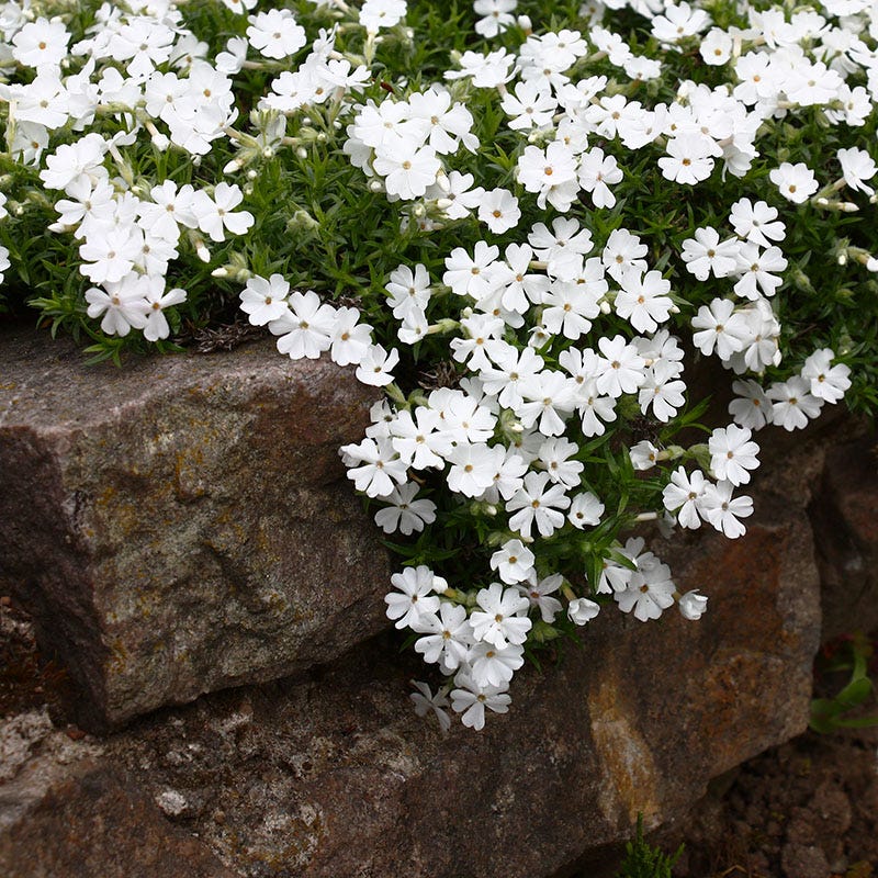 Phlox subulata 'Snowflake' Snowflake Creeping Phlox (PINT)