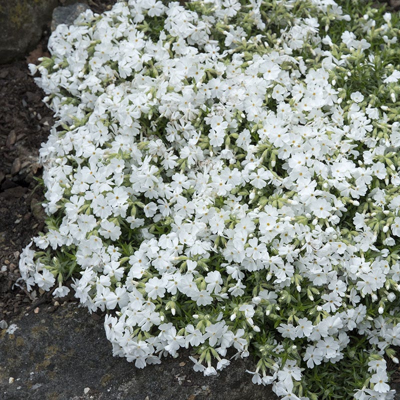 Phlox subulata 'Snowflake' Snowflake Creeping Phlox (PINT)