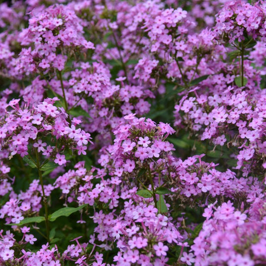 Phlox paniculata 'Jeana' Jeana Garden Phlox 1g