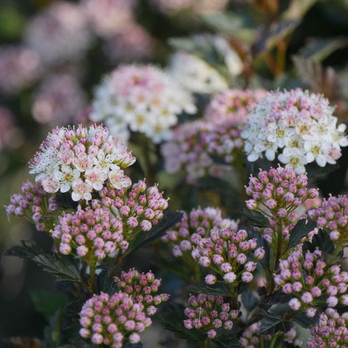 Physocarpus opulifolius Tiny Wine PP26749 Tiny Wine Ninebark 3g