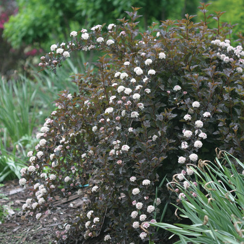 Physocarpus opulifolius 'Seward' Summer Wine® Ninebark - TREE FORM 5 Gallon TF