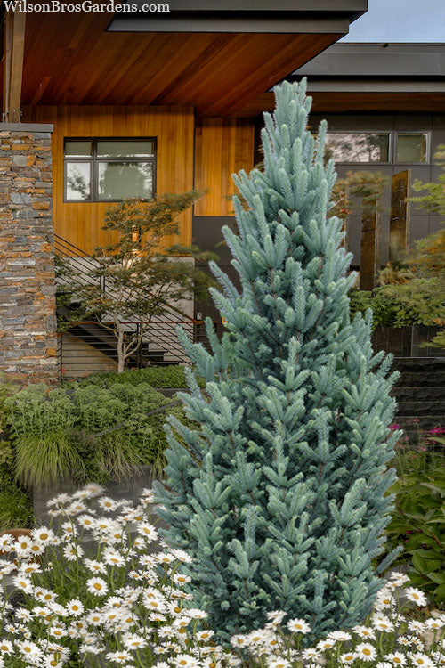 Picea pungens 'Fastigiata' Columnar Colorado Blue Spruce 10g