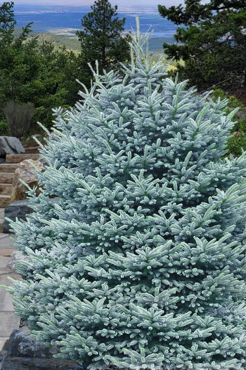 Picea pungens 'Fat Albert' Fat Albert Colorado Blue Spruce