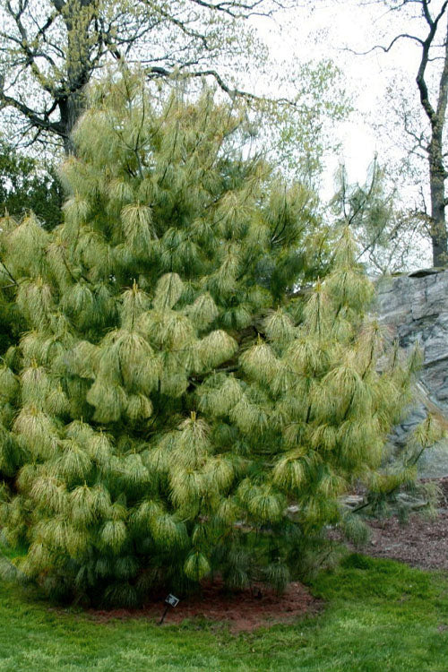 Pinus wallichiana 'Zebrina' Zebra Himalayan Pine 20g