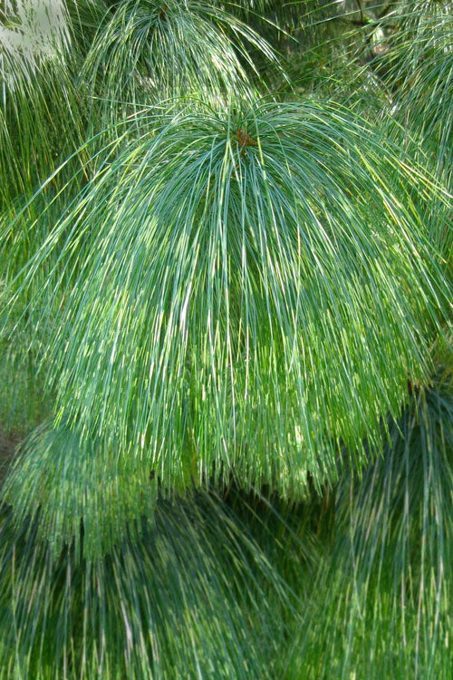 Pinus wallichiana 'Zebrina' Zebra Himalayan Pine 20g