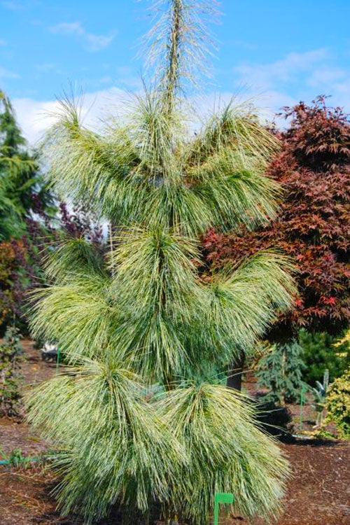 Pinus wallichiana 'Zebrina' Zebra Himalayan Pine 20g